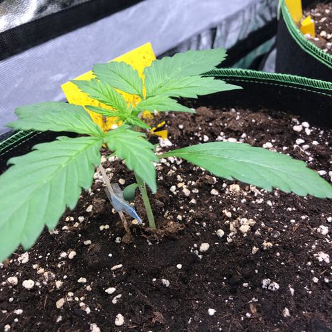 Gorilla Glue #2 growlog timeline photo