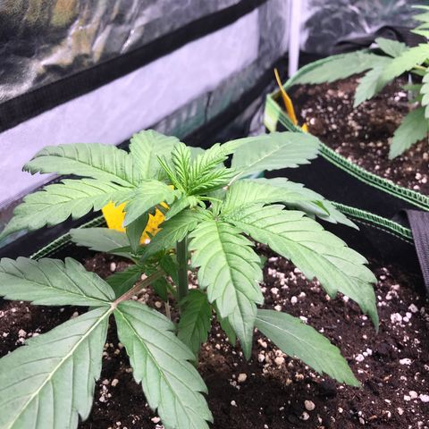 Gorilla Glue #2 growlog timeline photo