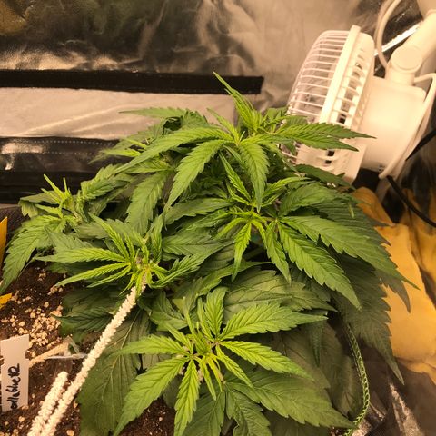 Gorilla Glue #2 growlog timeline photo