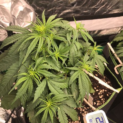 Gorilla Glue #2 growlog timeline photo
