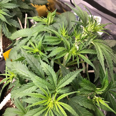 Gorilla Glue #2 growlog timeline photo