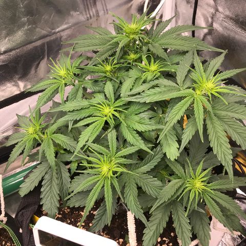 Gorilla Glue #2 growlog timeline photo