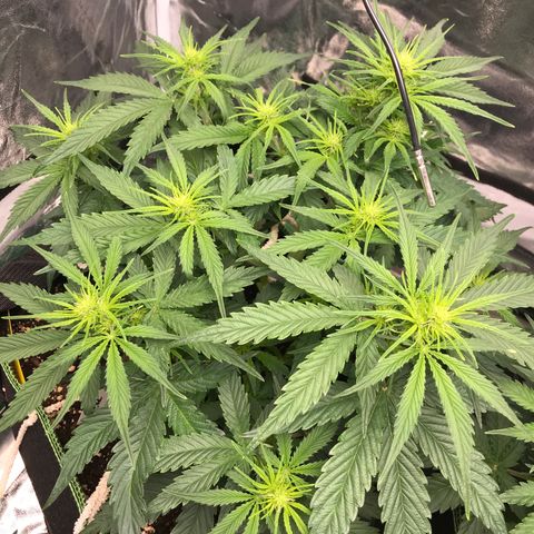 Gorilla Glue #2 growlog timeline photo