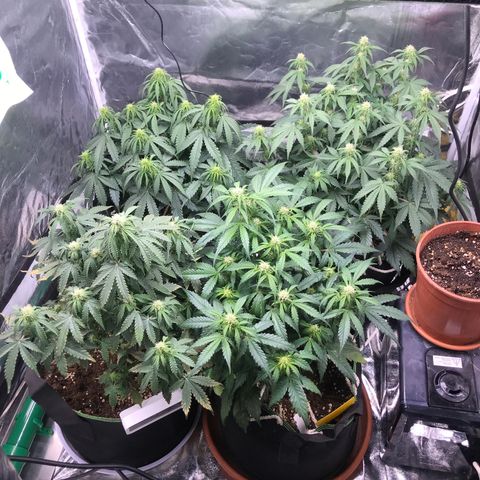 Gorilla Glue #2 growlog timeline photo