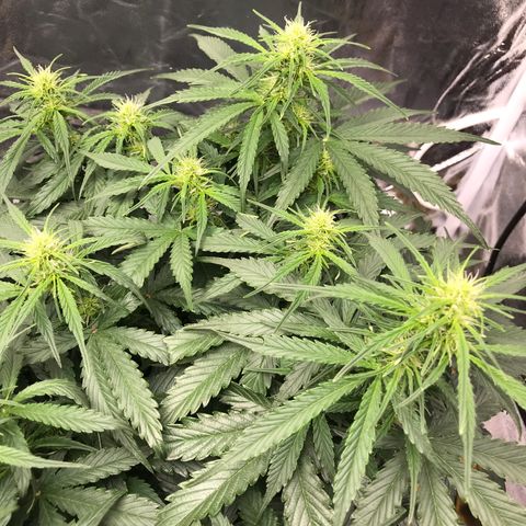Gorilla Glue #2 growlog timeline photo