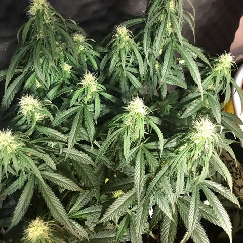 Gorilla Glue #2 growlog timeline photo