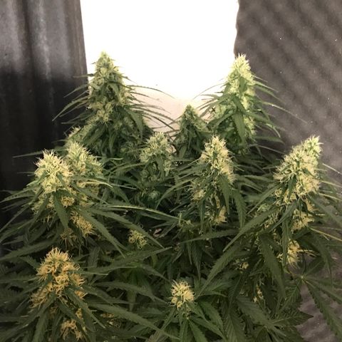 Gorilla Glue #2 growlog timeline photo