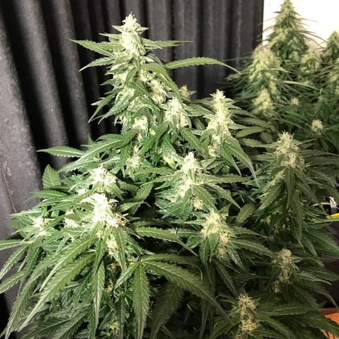 Gorilla Glue #2 growlog timeline photo