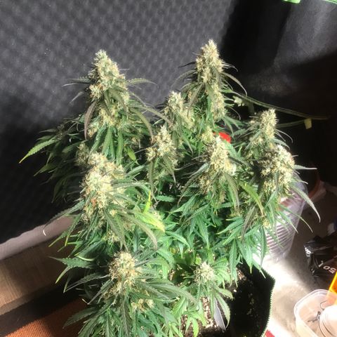 Gorilla Glue #2 growlog timeline photo