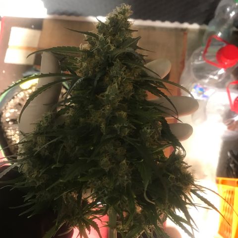 Gorilla Glue #2 growlog timeline photo