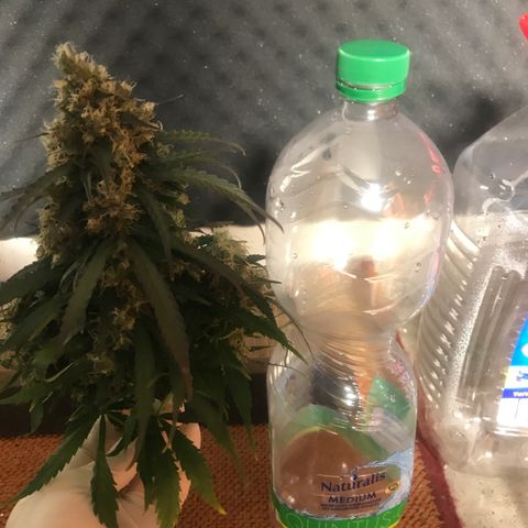 Gorilla Glue #2 growlog timeline photo