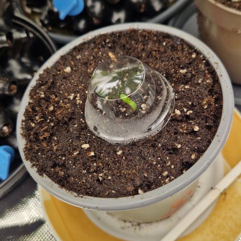 Crown Seeds Purple Haze - Lili growlog timeline photo