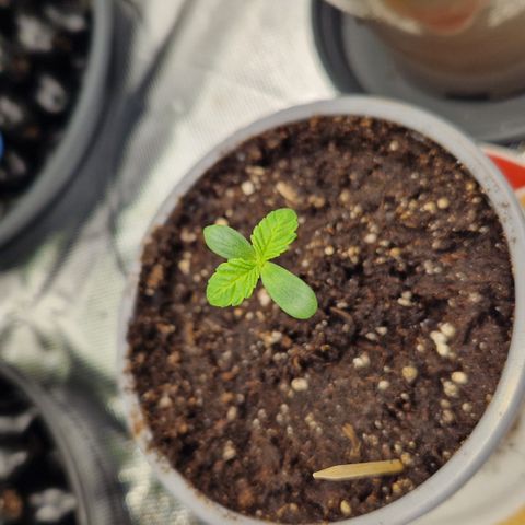 Crown Seeds Purple Haze - Lili growlog timeline photo