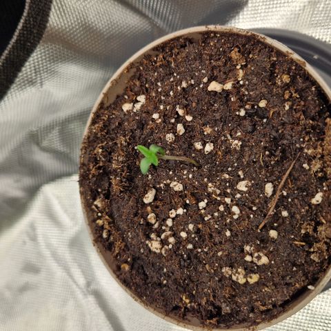 Amnesia Haze - Amy growlog timeline photo