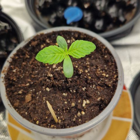 Crown Seeds Purple Haze - Lili growlog timeline photo