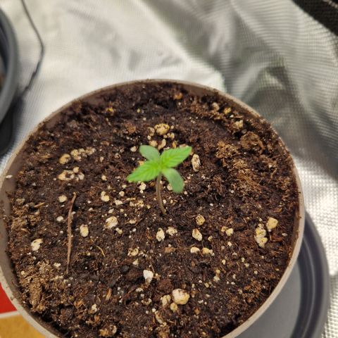 Amnesia Haze - Amy growlog timeline photo