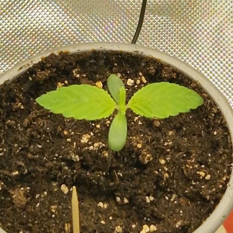 Crown Seeds Purple Haze - Lili growlog timeline photo