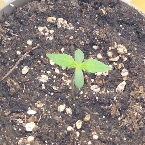Amnesia Haze - Amy growlog timeline photo