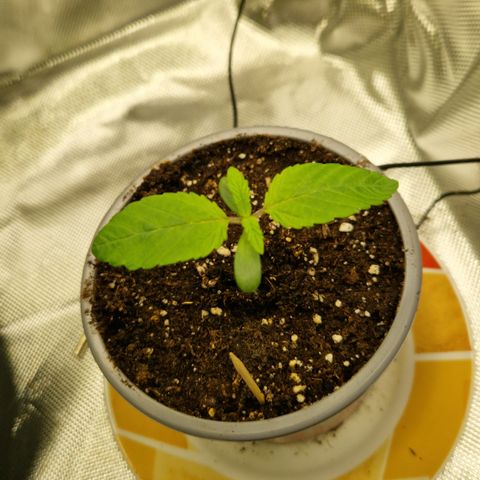 Crown Seeds Purple Haze - Lili growlog timeline photo