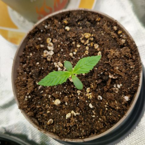 Amnesia Haze - Amy growlog timeline photo