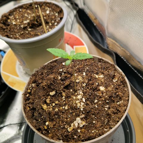 Amnesia Haze - Amy growlog timeline photo
