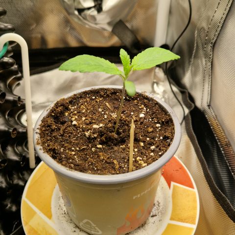 Crown Seeds Purple Haze - Lili growlog timeline photo