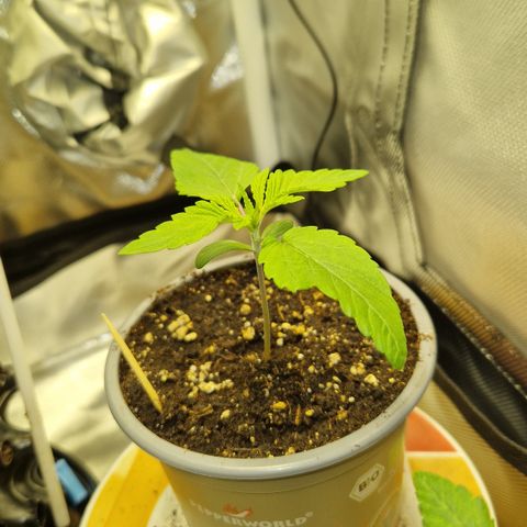 Crown Seeds Purple Haze - Lili growlog timeline photo