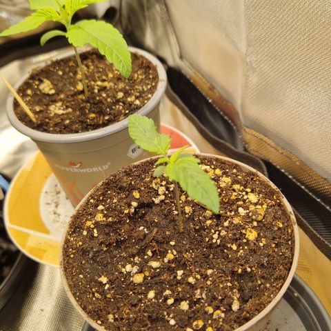 Amnesia Haze - Amy growlog timeline photo