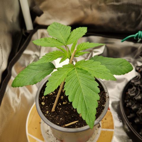 Crown Seeds Purple Haze - Lili growlog timeline photo