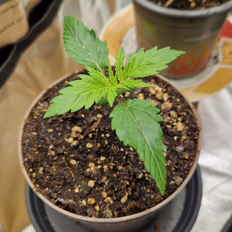 Amnesia Haze - Amy growlog timeline photo