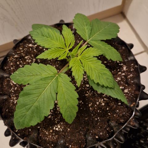 Crown Seeds Purple Haze - Lili growlog timeline photo