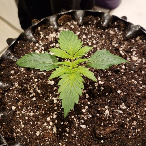 Amnesia Haze - Amy growlog timeline photo