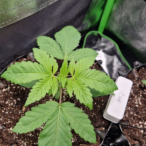 Crown Seeds Purple Haze - Lili growlog timeline photo