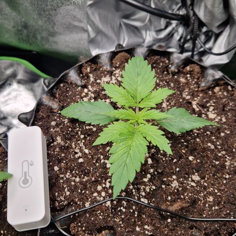 Amnesia Haze - Amy growlog timeline photo