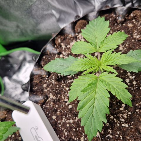 Amnesia Haze - Amy growlog timeline photo
