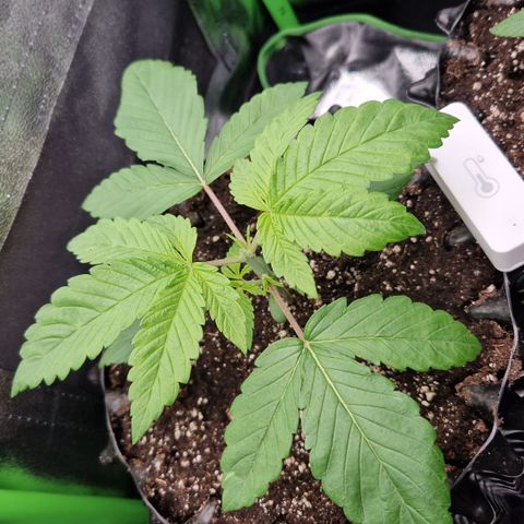 Crown Seeds Purple Haze - Lili growlog timeline photo