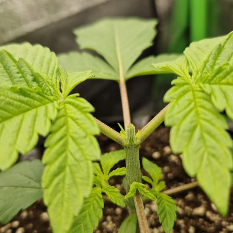 Crown Seeds Purple Haze - Lili growlog timeline photo