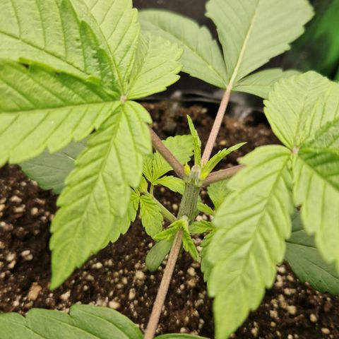 Crown Seeds Purple Haze - Lili growlog timeline photo