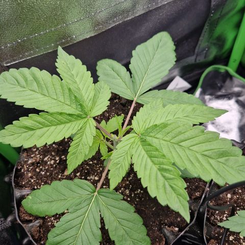 Crown Seeds Purple Haze - Lili growlog timeline photo