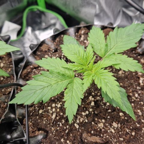 Amnesia Haze - Amy growlog timeline photo