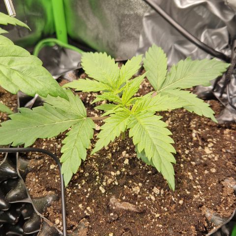 Amnesia Haze - Amy growlog timeline photo