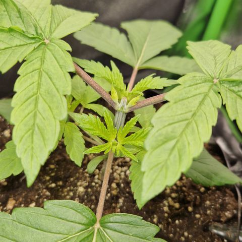 Crown Seeds Purple Haze - Lili growlog timeline photo