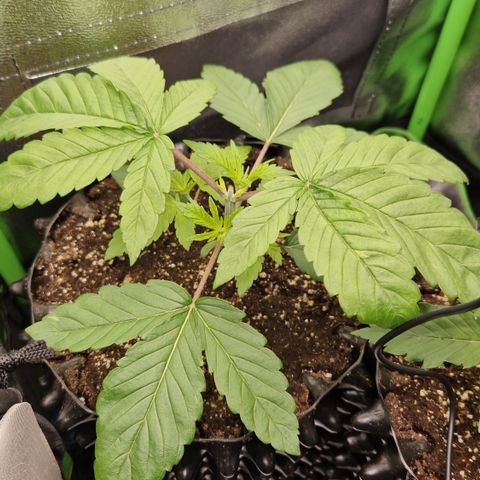 Crown Seeds Purple Haze - Lili growlog timeline photo