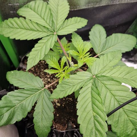 Crown Seeds Purple Haze - Lili growlog timeline photo