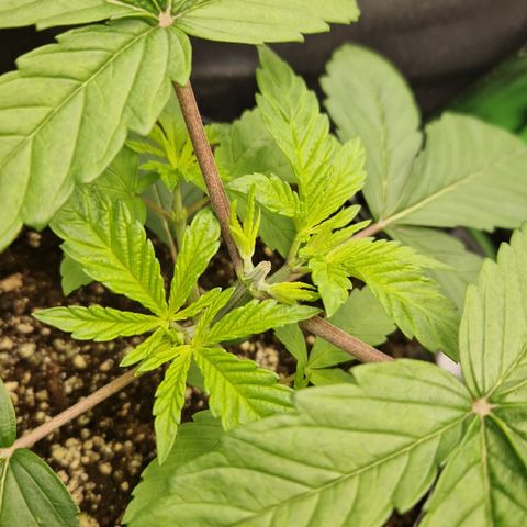 Crown Seeds Purple Haze - Lili growlog timeline photo