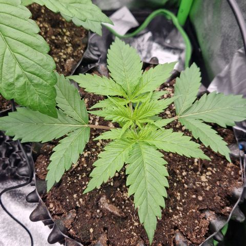 Amnesia Haze - Amy growlog timeline photo