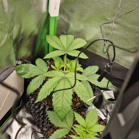 Crown Seeds Purple Haze - Lili growlog timeline photo