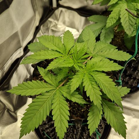 Amnesia Haze - Amy growlog timeline photo