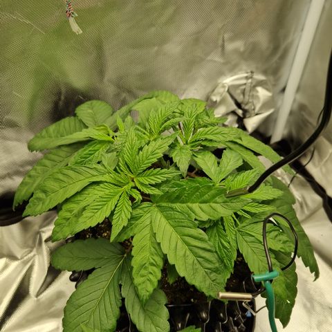 Crown Seeds Purple Haze - Lili growlog timeline photo