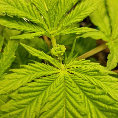Amnesia Haze - Amy growlog timeline photo